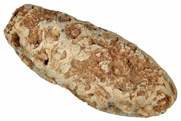 Fossil Cycadophyte Seed Cone - Boujdour, Morocco #349110